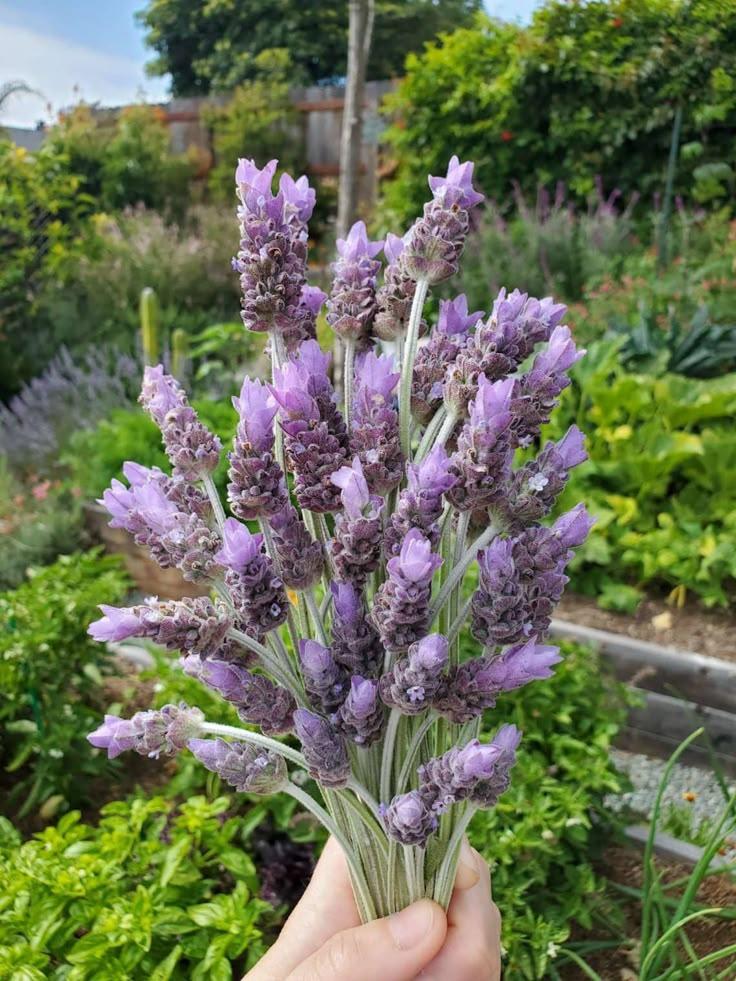 Enchanted Garden: Symphony of Flowers